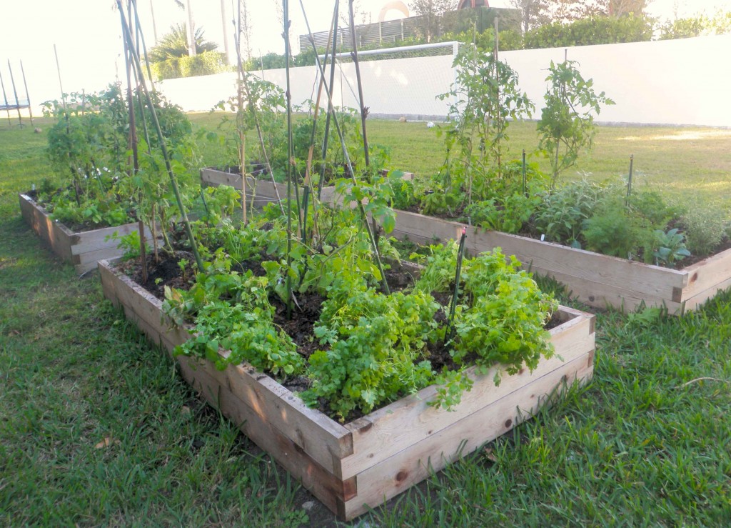 4 Productive garden beds