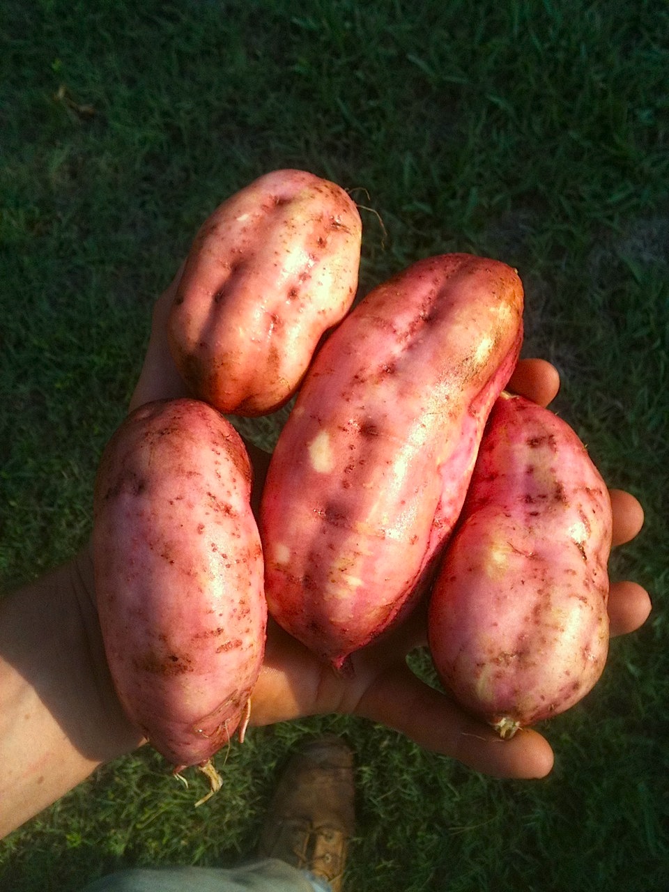 Growing Organic Sweet Potatoes In Florida