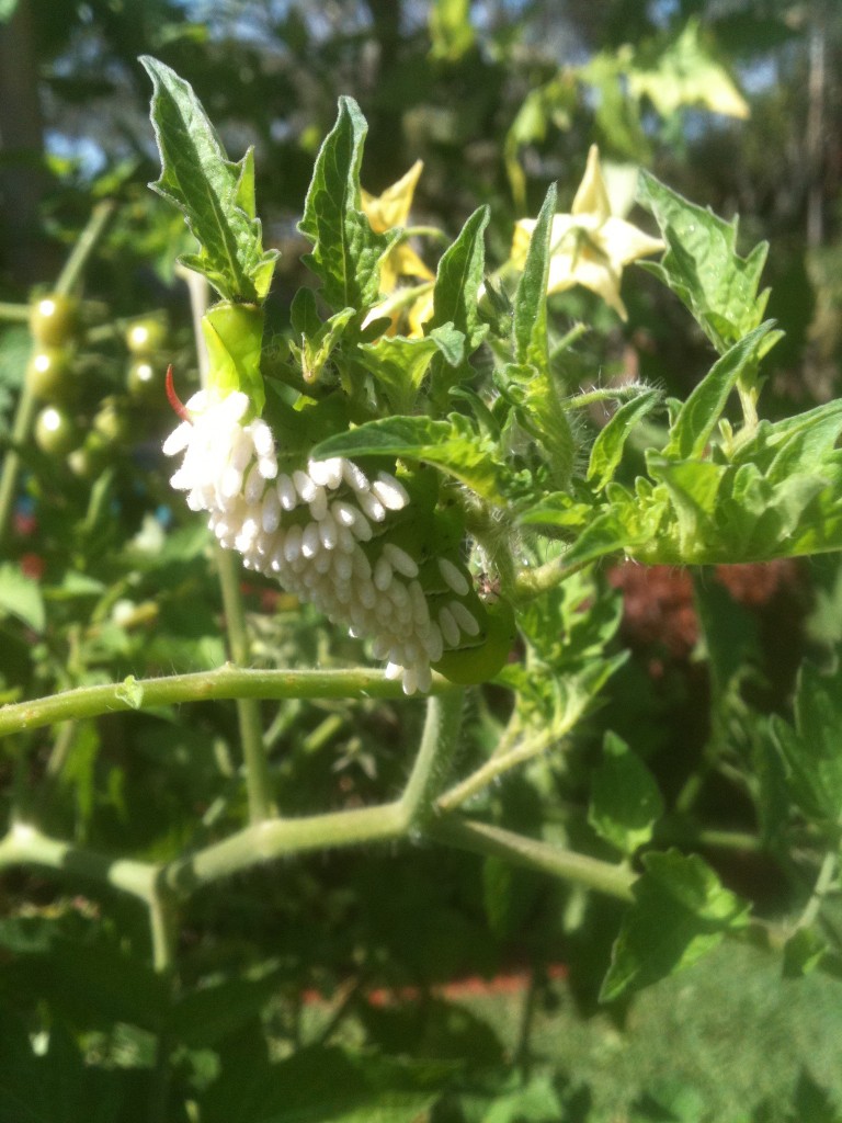 Tomato Hornworm and their parasites Tomato Hornworm and their parasites