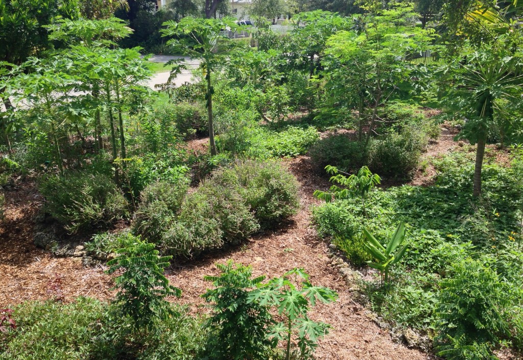 Grow your own fruit and low maintenance veggies/herbs with a food forest!