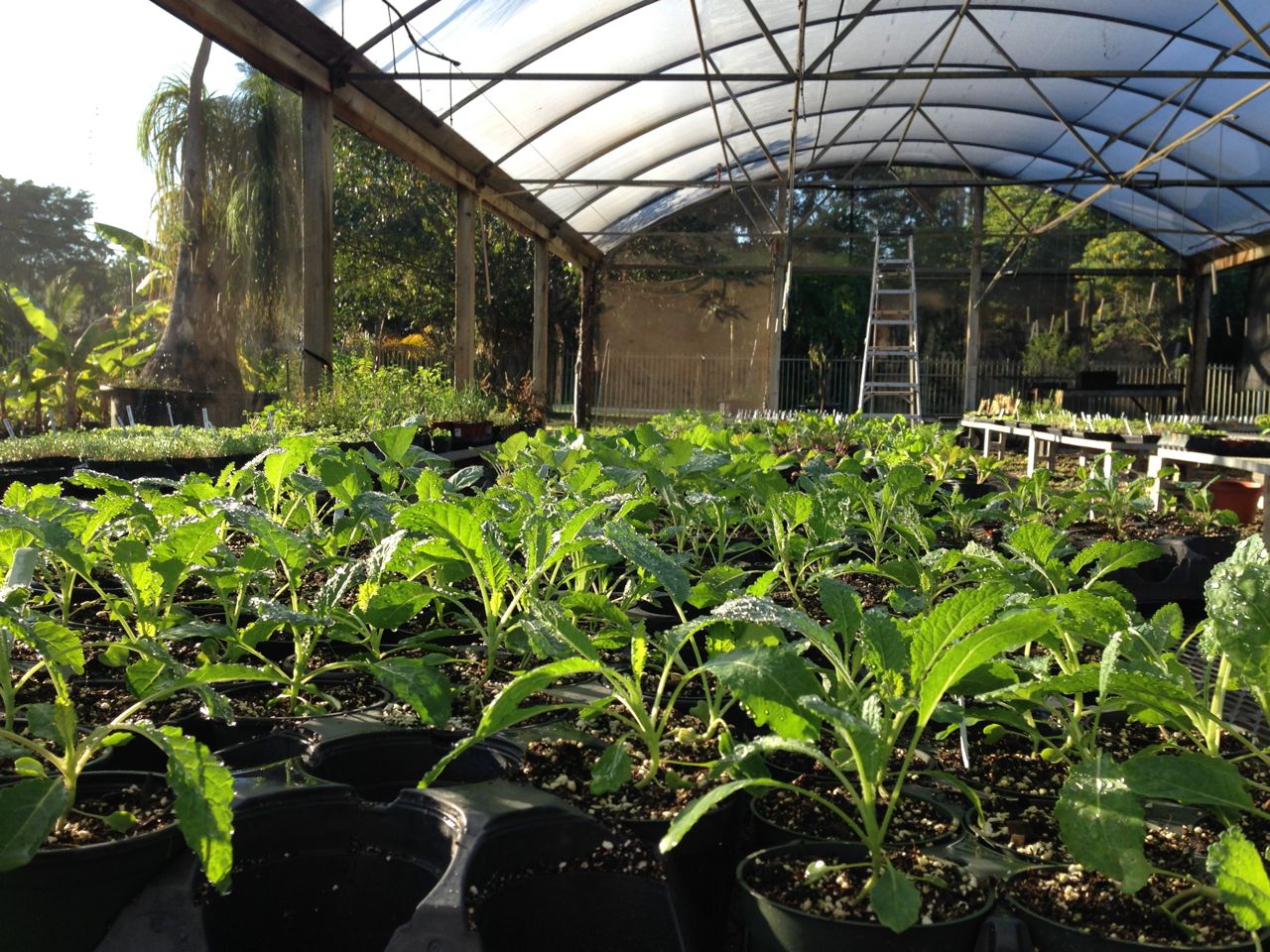 ReadyToGrow Gardens Planting organic vegetables, herbs and fruits