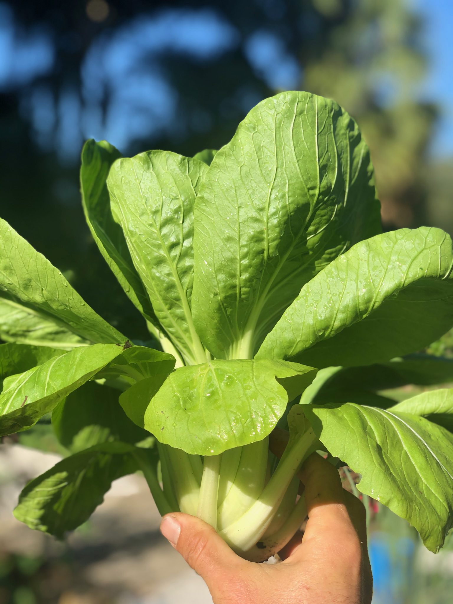 Edible Plants Edible Plants