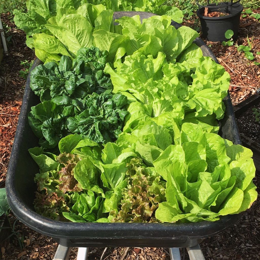 Growing vegetables in South Florida
