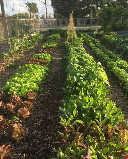 grow food in South Florida in mini farm
