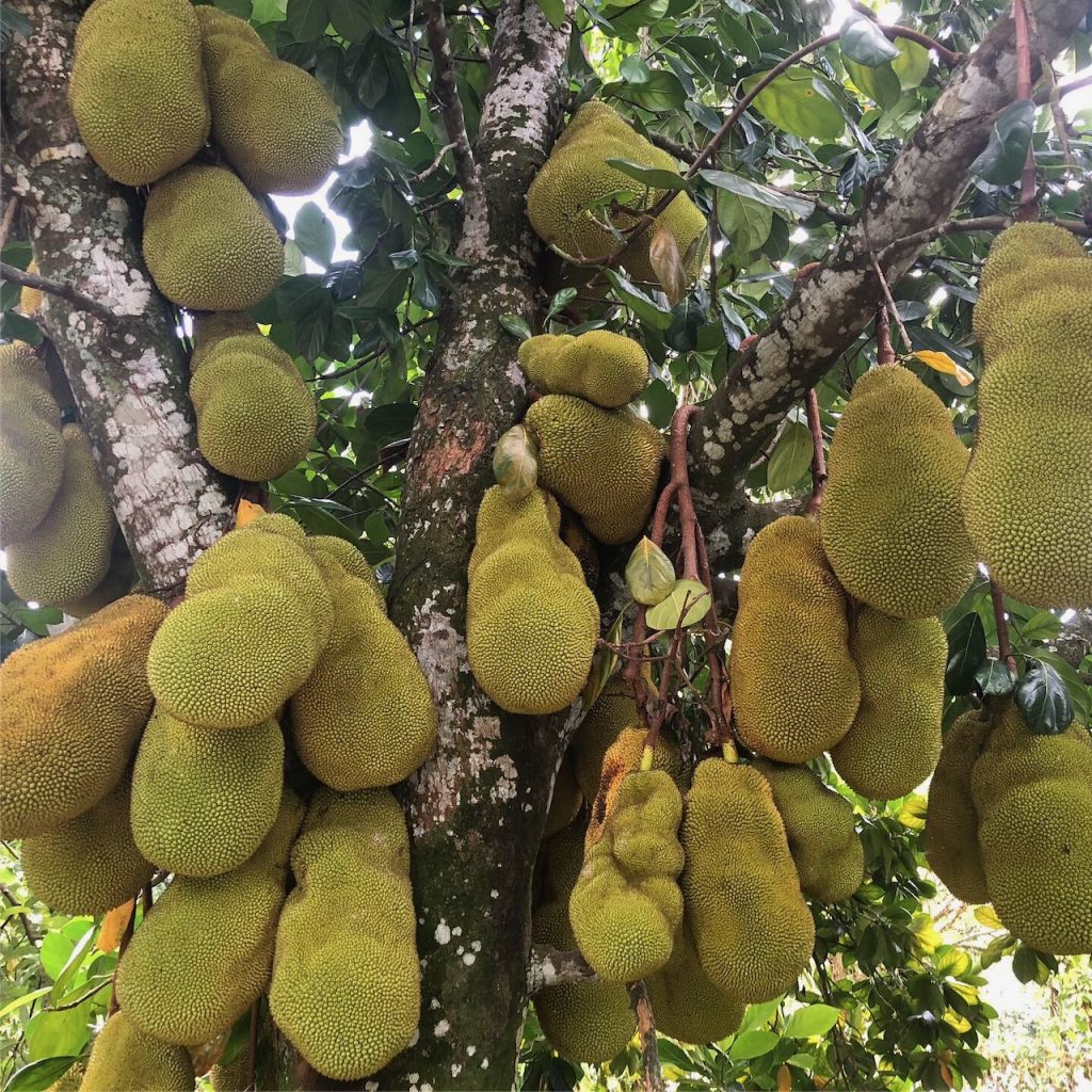 Loaded jackfruit tree