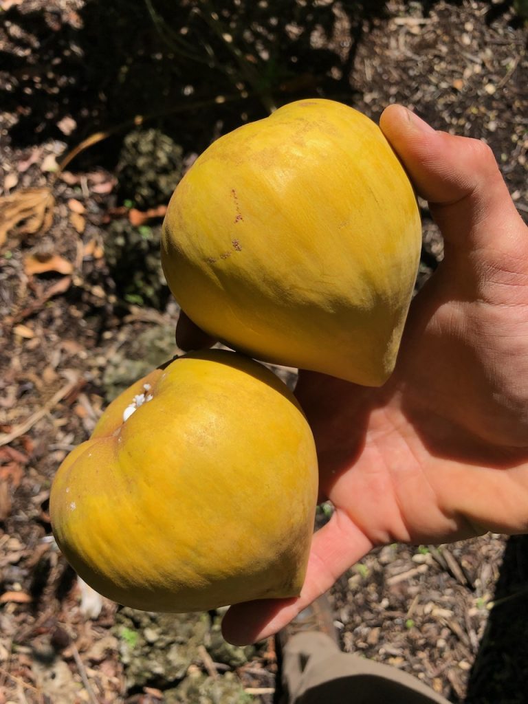 Canistel a.k.a. Eggfruit