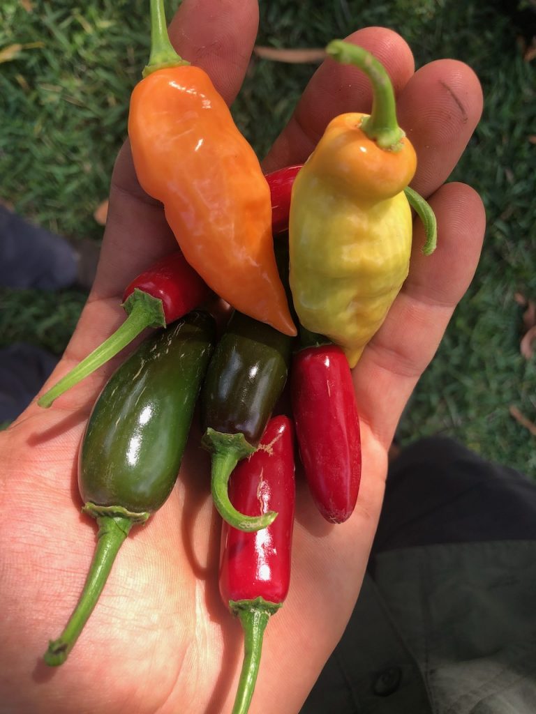 Habanada and other mixed peppers