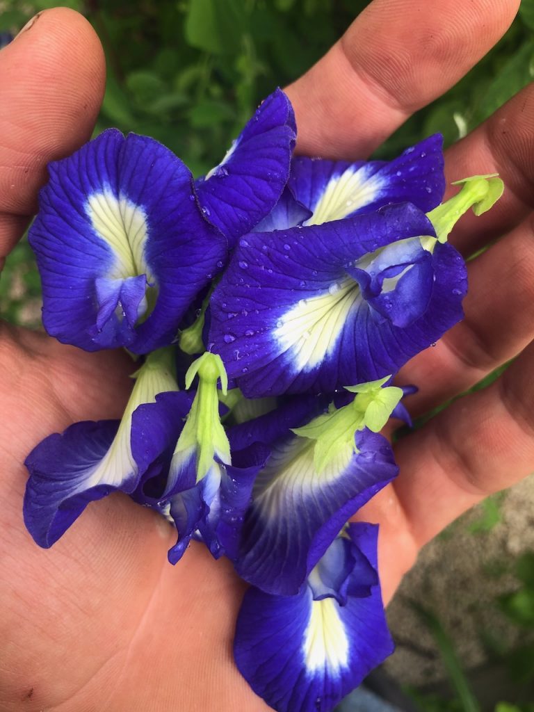 Butterfly Pea aka Clitoria Flowers