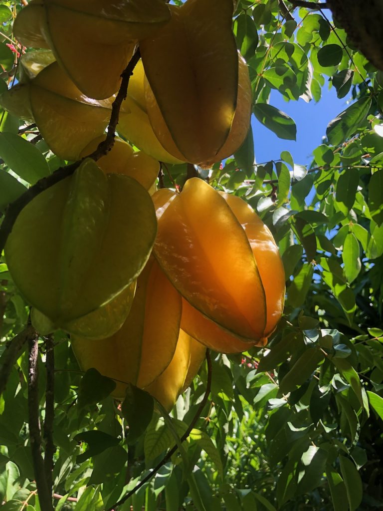 Carambola aka Starfruit