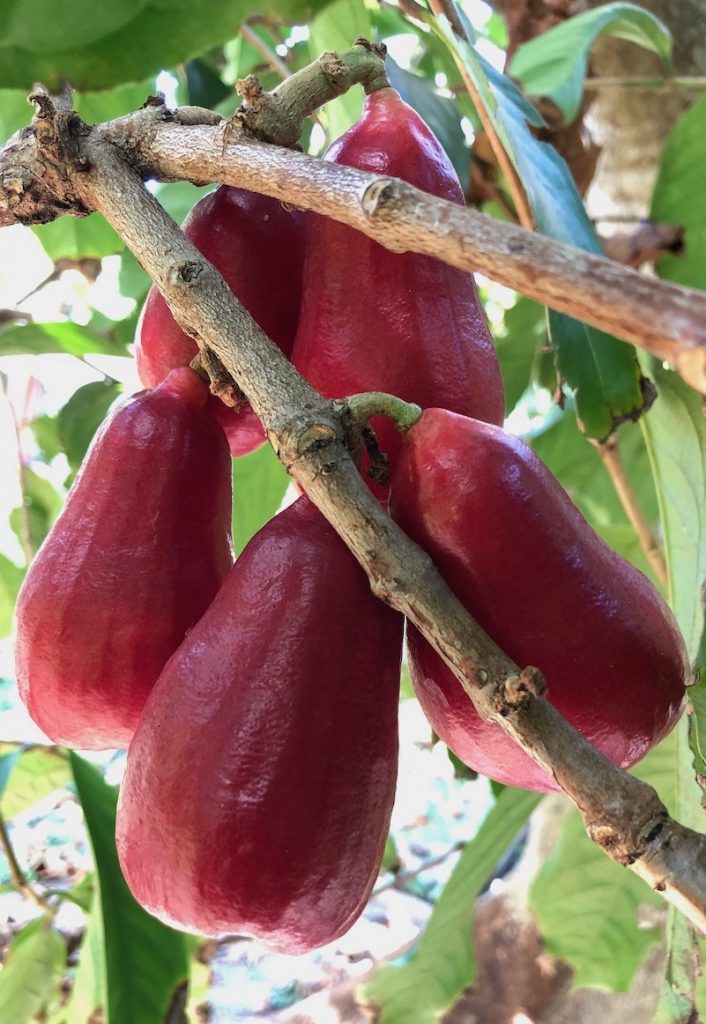 Malay Apple a.k.a. Otaheite Apple (Syzygium malaccense)