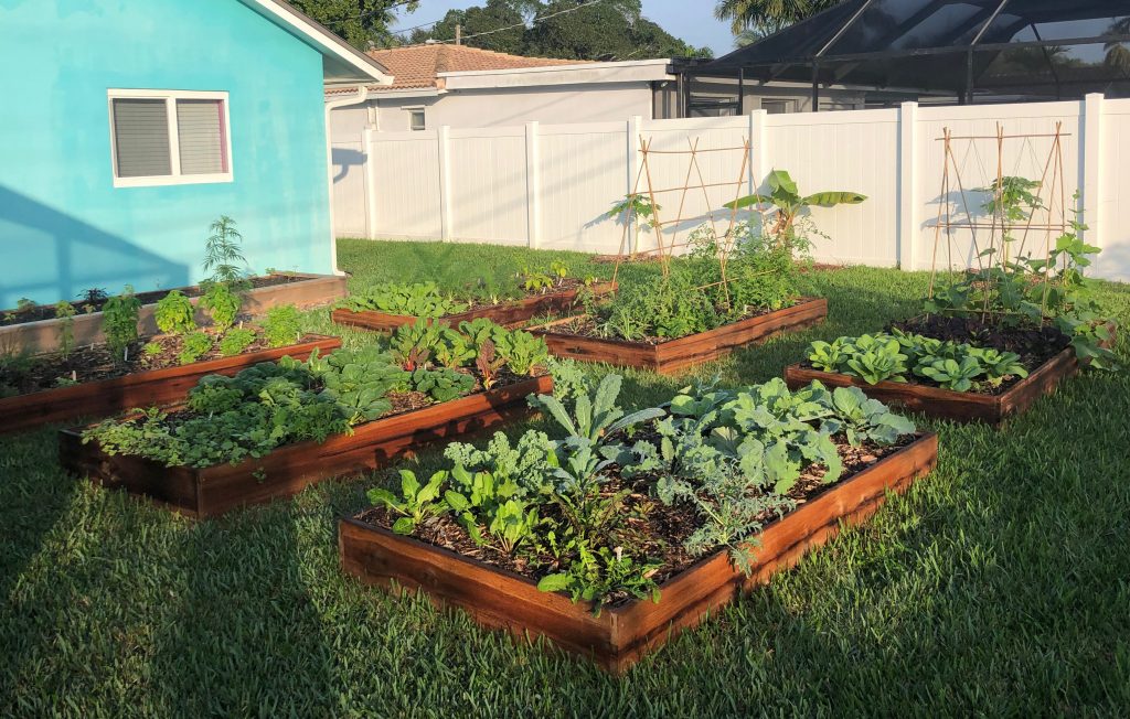 vegetables growing in raised garden beds